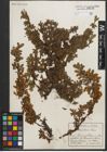 Foto von Salix retusa L.